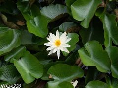 -浮庄
