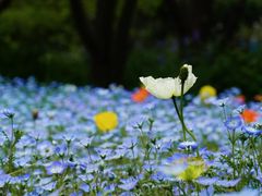 -上海滨江森林公园