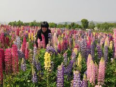 -径山花海