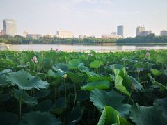 -莲花池公园