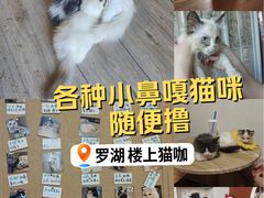 -楼上猫咖(罗湖店)