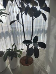 -HEYAN荷妍专业脱毛连锁机构