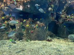 -沙沙哗啦海洋馆(华宇百花谷店)