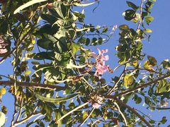 亚龙湾红树林度假酒店-三亚亚龙湾红树林度假酒店