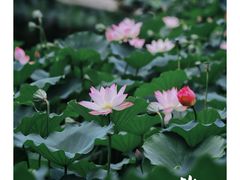 -荔湾湖公园