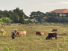 -Chom Cafe and Restaurant