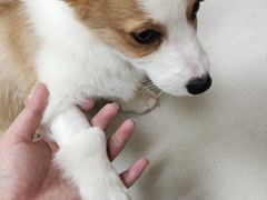 -瑞鹏宠物医院·超声·骨科·奇麟分院(蜀都万达店)