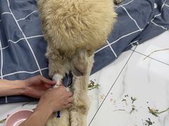 -嘉馨宠物医院·CT影像转诊·心脏科·犬猫全科诊疗中心(下沙大学城院区)