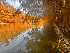 -上海海湾国家森林公园