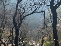 -泰山风景名胜区