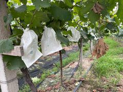 -马陆小张葡萄园农家乐