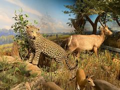 -陕西自然博物馆