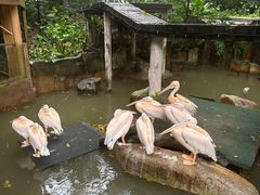 -广州长隆飞鸟乐园