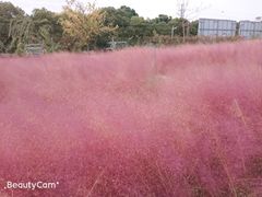 -鹅湖玫瑰文化园