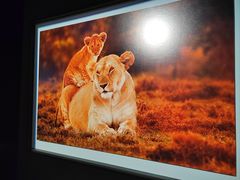 -罗红摄影艺术馆