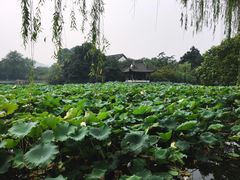 -西湖外事游船(花港观鱼码头)