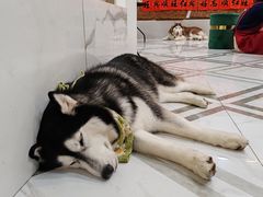 -星多哈·狗咖·拼豆·咖啡