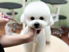 -鑫艺宠物美容培训学校