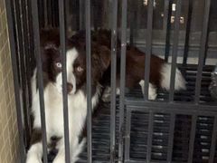 -联合动物医院(光谷诊疗中心)