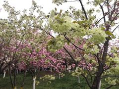 -西安青龙寺遗址景区