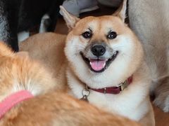 -柴犬高等学院·狗咖·柴犬售卖·宠物训练