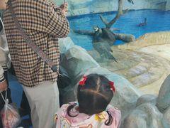 -芜湖新华联大白鲸海洋公园