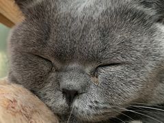 -猫小院猫主题咖啡厅(北锣店)