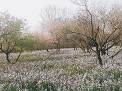 -将府公园