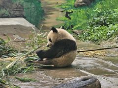 -中国大熊猫保护研究中心雅安碧峰峡基地