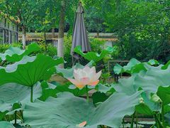 -洪湖家庭农场·团建·露营·会议