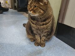 -伟伟宠物医院·瑞派猫友好医院·猫科(光谷店)