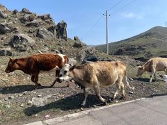 -芦芽山旅游度假区