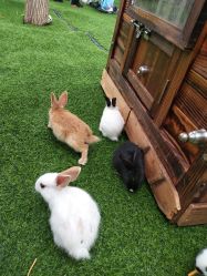 -萌宠亲子动物乐园(槐房万达店)