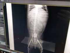 -顺强宠物诊所·狂犬免疫·夜诊·骨科(嘉定店)