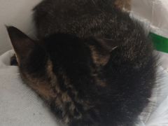 -艾贝尔宠物医院 ·内科全科(梁溪路店)