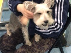-伟伟宠物医院·CT影像中心·瑞派犬猫综合性门诊(汉口总院)