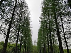 -圩墩遗址公园