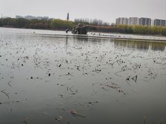 -大兴滨河森林公园