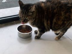 -关爱宠物医院·猫科中心·消化科(滨湖万达分院)