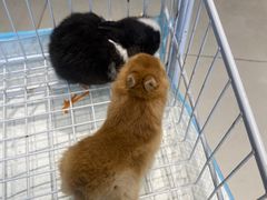 -怪兽屋·羊驼·猫咖·狗咖(俊华广场店)