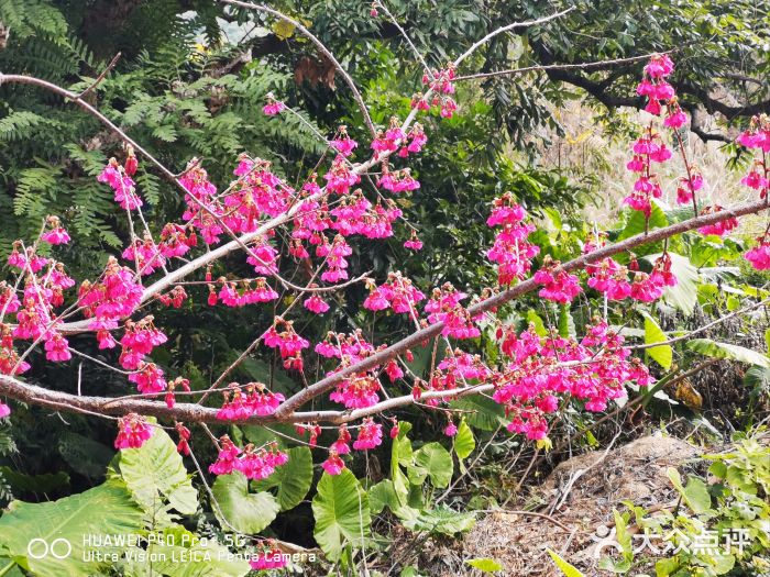 福建鲤鱼洲酒店图片