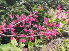 -福建鲤鱼洲酒店