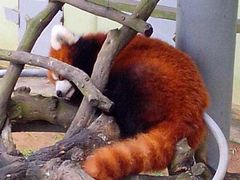 -西霞口神雕山野生动物世界