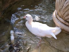 -more than meow吴止猫主题餐厅(承德 中船汇店)