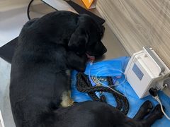 -纳吉亚猫专科动物医院(康都外科中心)