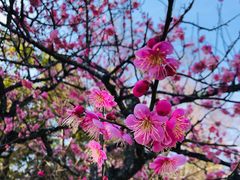 -京都御所