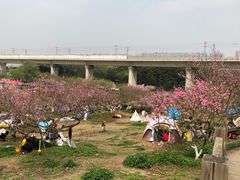 -秀丽东方