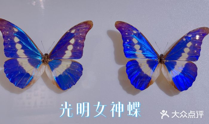 上海昆虫博物馆图片