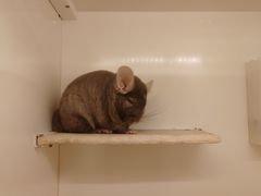 -龙猫仔乐园(惠福东路店)