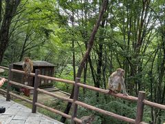 -内乡宝天曼生态旅游区